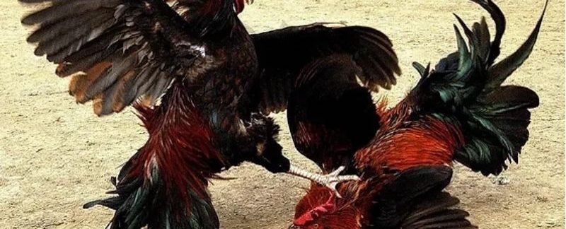 Đá Gà Trực Tiếp 88 - Sảnh Giải Trí Ăn Khách Số 1 Tại 78win 7 Top 3 hình thức đá gà online đứng đầu lượt xem