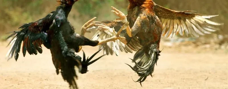 Đá Gà C1 C2 C3 C4 - Cẩm Nang Toàn Diện Cho Người Mới Bắt Đầu 4 Đá gà C1 C2 C3 C4