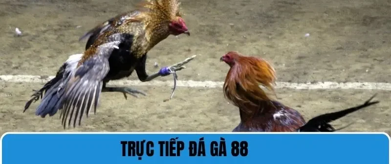 Trực Tiếp Đá Gà 88 - Trải Nghiệm Chất Lượng Cá Cược Đỉnh Cao 4 trực tiếp đá gà 88